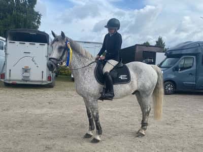 Post 404 of Show jumping