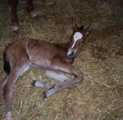 Inlägg 2 av Welsh Partbred med titeln Födsel