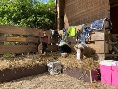 Inlägg 3 av Dartmooreponny med titeln Ny fixat stall 