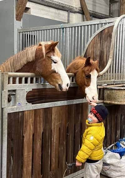 Inlägg 21 av Welsh Cob med titeln Bästa kompisarna 💕