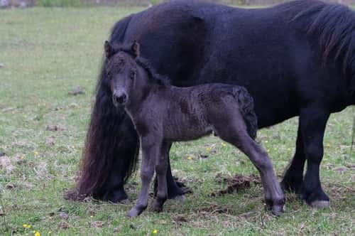 Bild av Pigg & trevlig unghingst till salu!