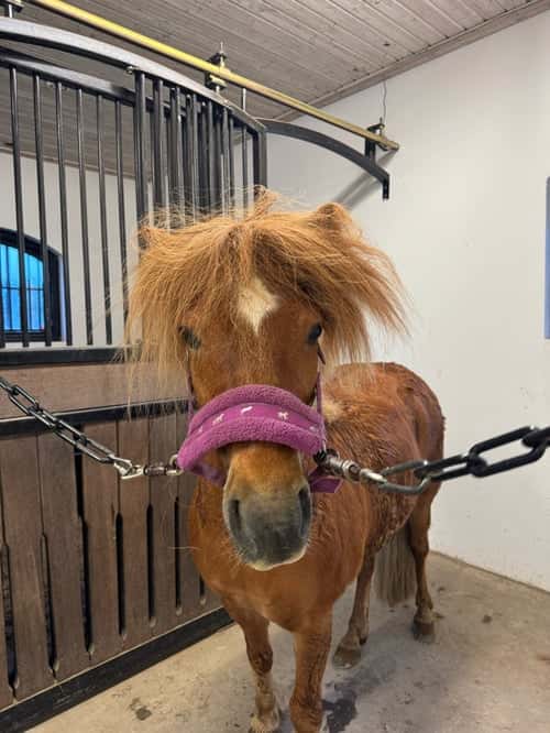 Bild av Världens finaste Rebus