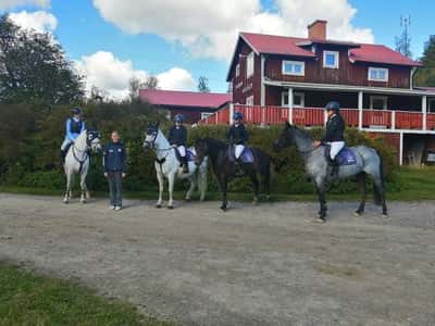 Post 20 of Warmblood Trotter with title Division 2 Dalarna 