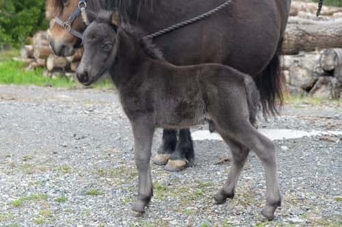 Bild av Mysig & trevlig unghingst till salu!