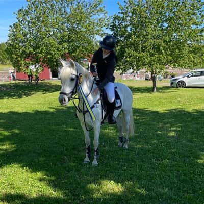 Post 407 of Show jumping with title Vinnare 🥇