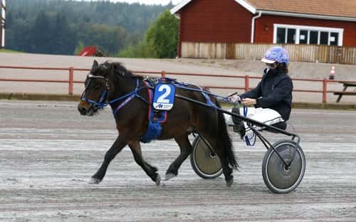 Image of Inkörd och inriden shettis