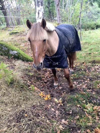 Post 2 of Bashkir with title 😛