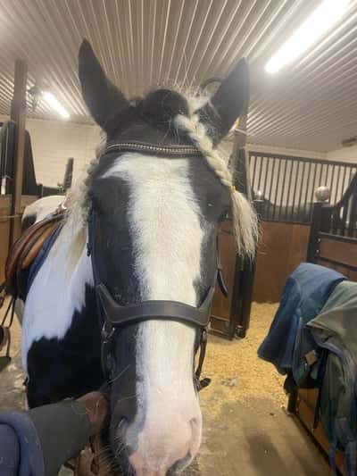 Inlägg 5 av Okänd Ras med titeln MÅNDAG 6/10 ⭐️TRÄNINGSPASS FÖR JOSEFIN DAG 1 ⭐️