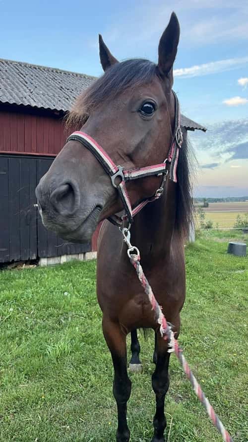 Bild av Trav/ridhäst!