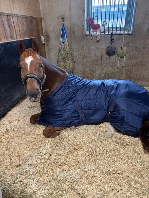 Bild av Dundersnällt och fint swb sto 