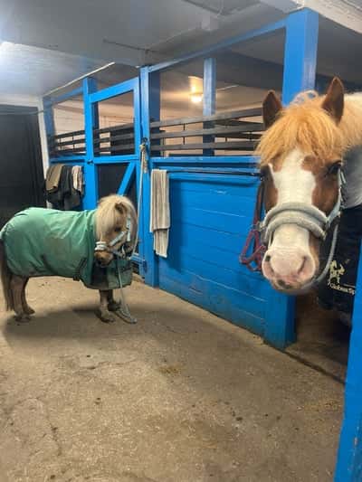 Inlägg 11 av Trickridning med titeln 🤙🔥