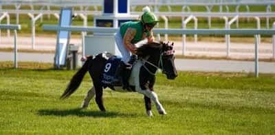 Inlägg 73 av Galopp med titeln Ti Ta Tovenaar - Wilma Jensen