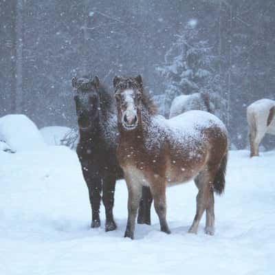 Inlägg 175 av Allround med titeln Saga och Dag