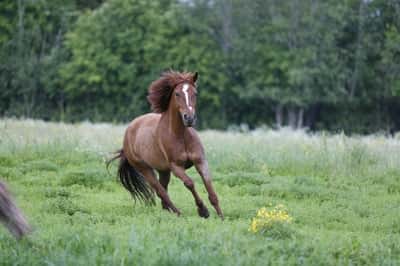Inlägg 11 av Korsningsponny med titeln Bete