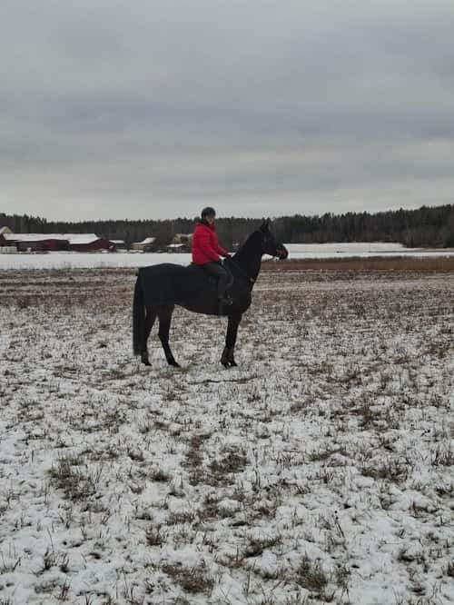 Bild av Grön 7 åring söker nytt kärleksfullt hem 