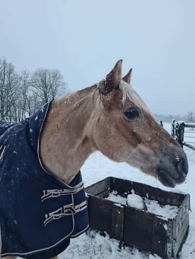 Inlägg 20 av Haflinger med titeln Snökaos❄️