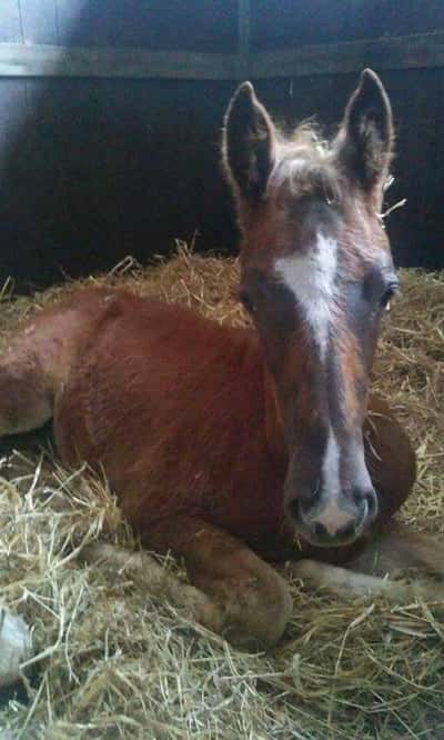 Inlägg 20 av Stambok KWPN med titeln Liten Mio