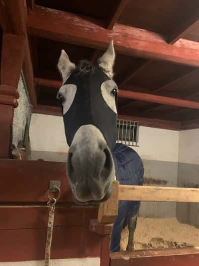 Inlägg 11 av Lipizzaner med titeln Babsan rånaren