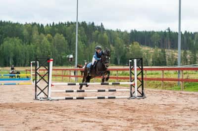 Inlägg 6 av Kallblodstravare