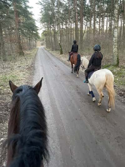 Inlägg 31 av Allround med titeln SKOGEN🥰❤