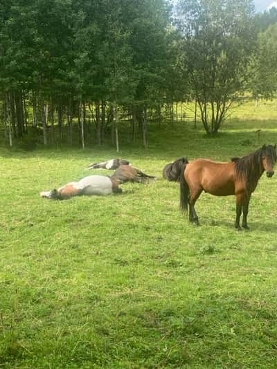 Post 2 of Caspian Horse with title Sommar