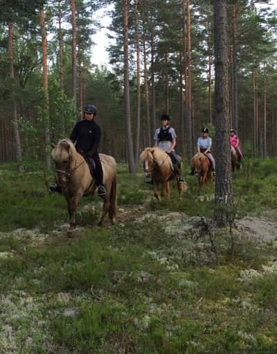 Inlägg 15 av Island med titeln Träning i skogen 🌳🐴