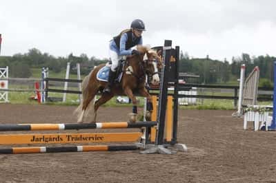 Inlägg 13 av Avel med titeln Hopptävling 