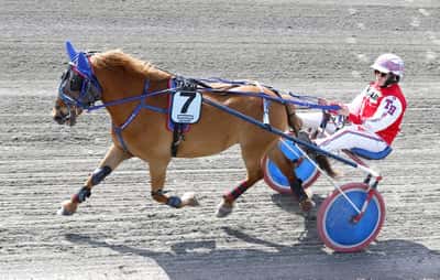 Post 18 of Gotland Pony with title Ponnytrav 
