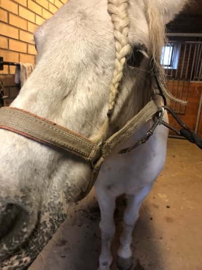 Inlägg 3 av Dansk Sportponny med titeln Min söta ponny 