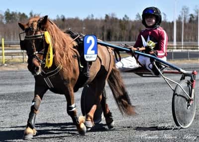 Inlägg 113 av Ponnytrav med titeln Ponnytrav 