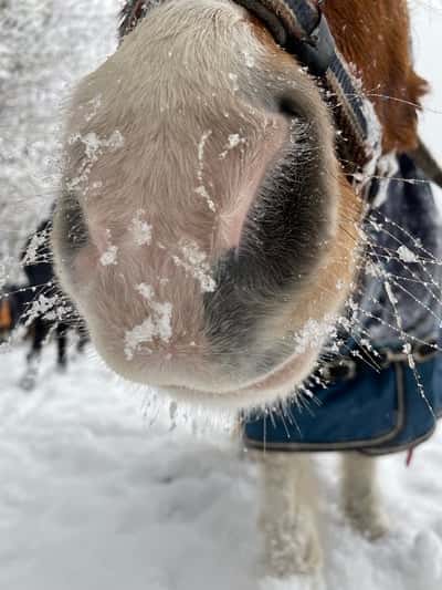 Inlägg 103 av Galopp med titeln Friends