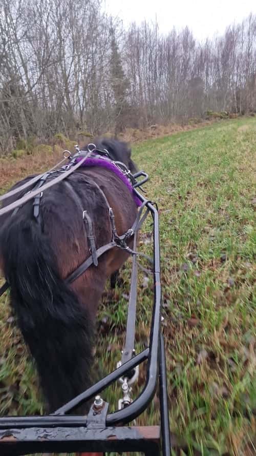 Bild av Super sött sto