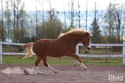Inlägg 11 av Welsh Mountain med titeln Porträtt 