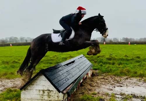 Bild av Charles – trygg, snäll och genuin valack!