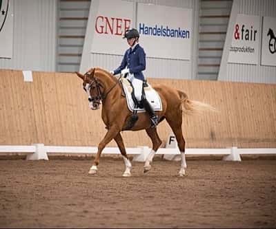 Inlägg 15 av Dressyr med titeln 💫🤎🪄🥹