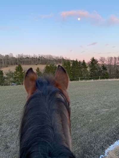 Post 8 of Dutch Riding Horse with title Måneeeee