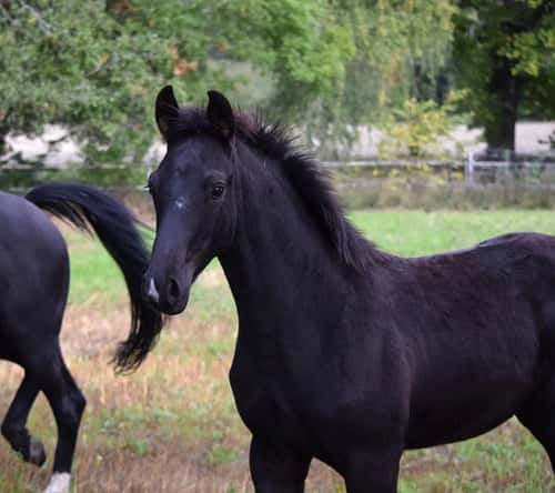 Bild av Snygg svart hingst ur ett fantastiskt prestationsmöderne