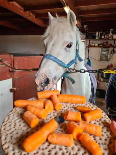 Inlägg 21 av Voltige med titeln Joelsboclic