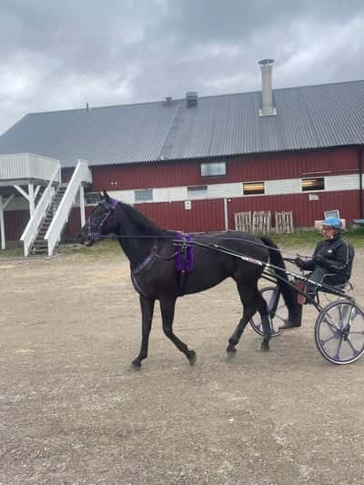 Inlägg 20 av Trav med titeln Eskilstuna 19/9