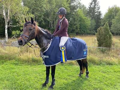 Post 388 of Show jumping with title DM Guld 2022