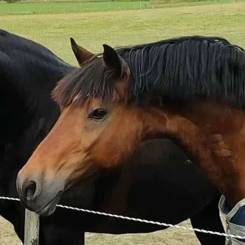 Bild av Älskade Jacken - söker kärleksfullt och tryggt hem med kunskap och tid