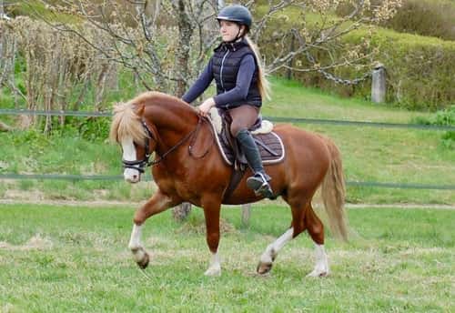 Bild av Underbar Welsh mountainhingst i avel 