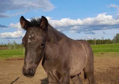 Inlägg 9 av Kallblodstravare med titeln Porträtt 