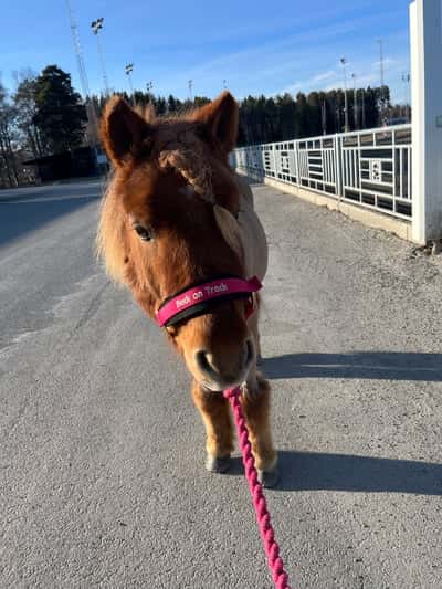 Inlägg 5 av Ponnytrav med titeln Sötis killen❤️