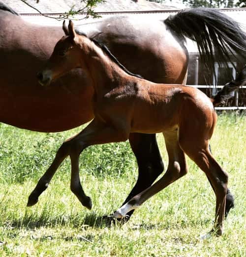 Bild av Fantastiskt spänstig och rörlig valack med mycket god exteriör