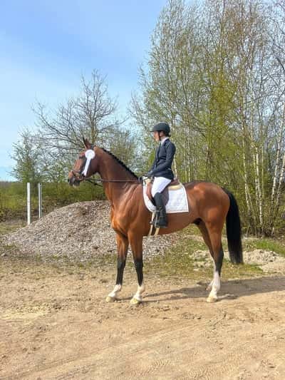 Inlägg 6 av Dressyr