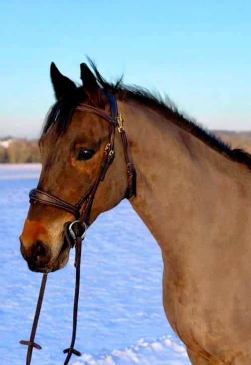 Bild av Välriden ponny i trevlig modell