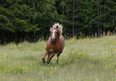 Post 10 of Gotland Pony with title Bete