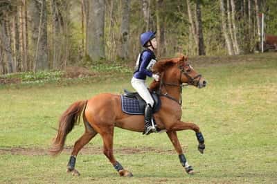 Inlägg 9 av Fälttävlan