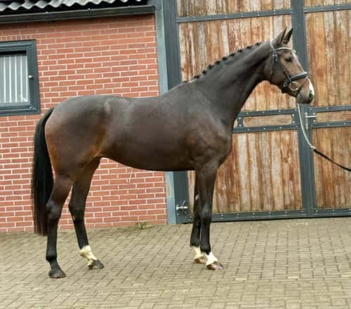 Bild av Elegant 5-årig dressyrsto – ren harmoni i sadeln!